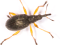 Protapion fulvipes